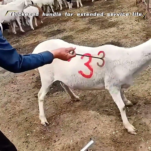 Sheep marking tool(stainless steel/galvanized steel)