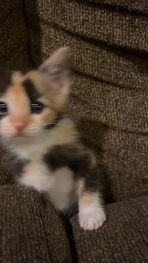 Meet My Adorable Calico Cat Baby Faye