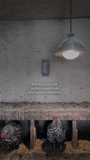 Existential Chickens, Day 17 - Una lux multae