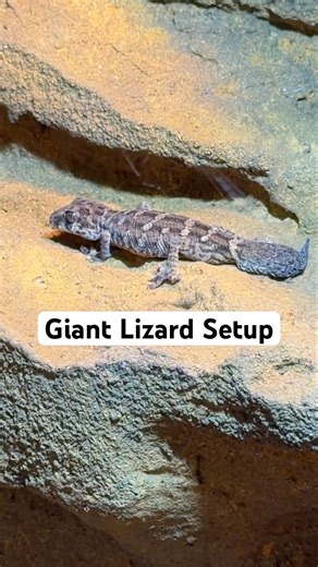 Pet lizard Setup