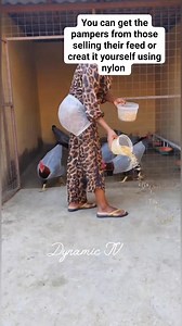 How to get pampers for your chicken, check those selling their feed or creat it yourself using nylon #viralreelsシ #animals #Chicken | Dynamic TV