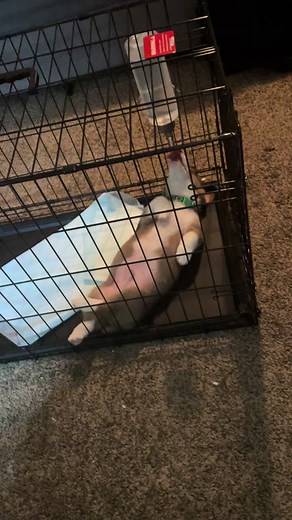 Neville Corgibottom on TikTok