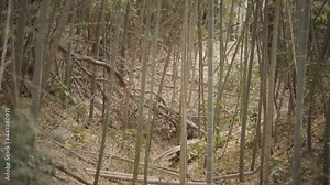 Demolished bevel slopes, desolate land with dead trees abandoned