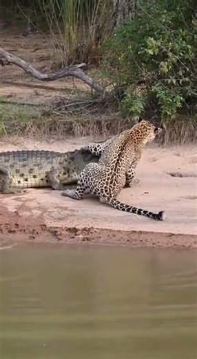 Leopard Escapes Crocodile Attack at Riverbank