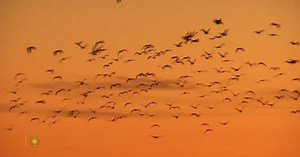 Nature: Sandhill cranes in Nebraska