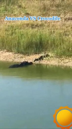 #anacondavscrocodile