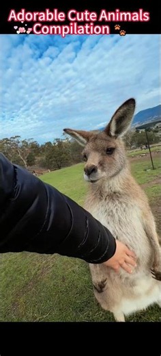 Aquí con el don arthur en un lugar de Tasmania. 🦘😩 #canguro #tasmania #lifestyle #australia