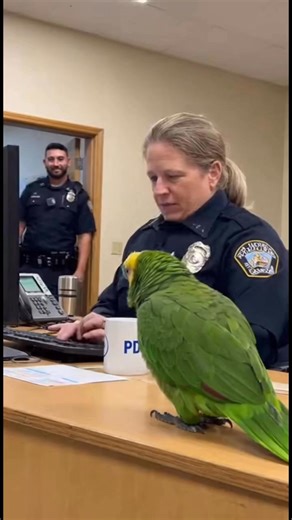 725K views · 18K reactions | Hilarious Interrogation: Talking Parrot Roasts police officer #TalkingParrot #PoliceHumor #CopRoast #FunnyAnimals #Parrot #Expired #OfficePranks #Funny #Comedy #BestParrotVideo Don't forget to:• LIKE this video if it made you laugh!• | Jems99 | Facebook