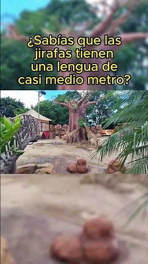 Sabías que las jirafas comen con la lengua más larga del reino animal?