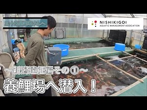 ＜KOI＞錦鯉水槽飼育普及協会#006【新潟遠征編その①養鯉場へ潜入！】