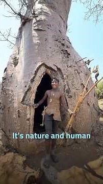 Alien Trees on Earth? The Baobabs of Madagascar - One of the World’s Most Unreal Places!