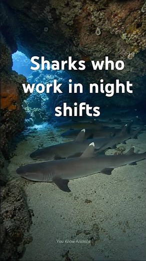Shark has one of the strangest daily routine |This shark works the night shift