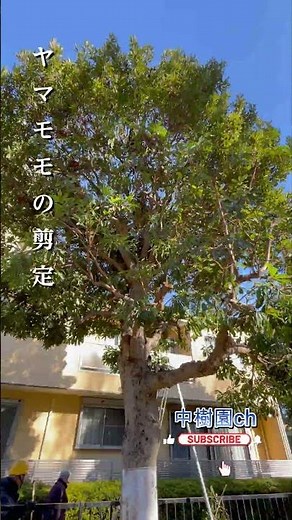ヤマモモの剪定＃植木屋＃剪定＃ヤマモモ＃いいね