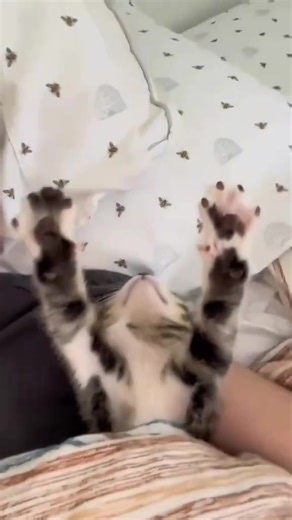 Gatos memes divertidos que te harán reír