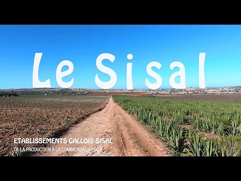 Le Sisal - Documentaire