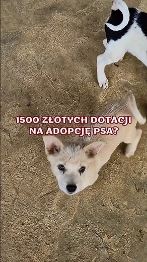 „Becikowe na 4 łapy”?
