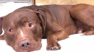 Moe is just hanging out waiting for his forever family!! | Richland County Dog Warden's Office & Shelter