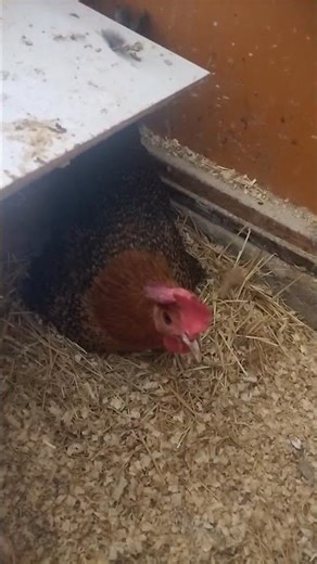 Peaceful Scene: Chicken Nesting on Eggs for Hatching