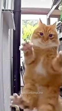 Cats in slow motion 🤣 #funnyanimals #funnycats #cat #petlovers