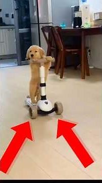 These Are America’s Top 3 Cheapest Dog Breeds 🐕😱#pets