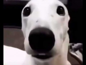 cold dog meme video