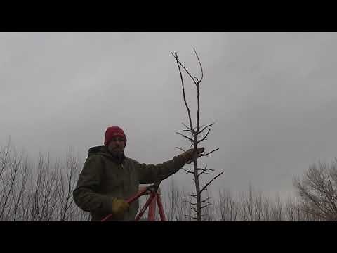 Pruning multiple leaders on trees