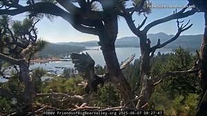278K views · 7K reactions | A major milestone was accomplished as the legendary eagles at California’s Big Bear lake are now empty nesters. Their youngest, Gizmo, took her first flight today, five days after sibling Sunny took the leap. | CBS Evening News | Facebook