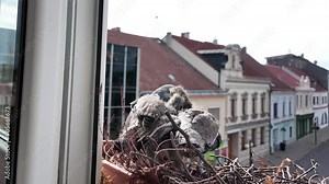 The dove feeds the squabs from its beak with its saliva. After feeding the squabs, the dove flies away from the nest. The pigeon couple made a nest on the windowsill in a flower box