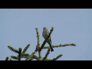 Chipping Sparrow singing