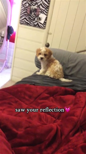 my forever baby💞 #puppygrowth #puppygrowingup #cavachon #cavachonpuppy