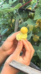 planta brasileira que foi introduzida na China | Coisas de Roça