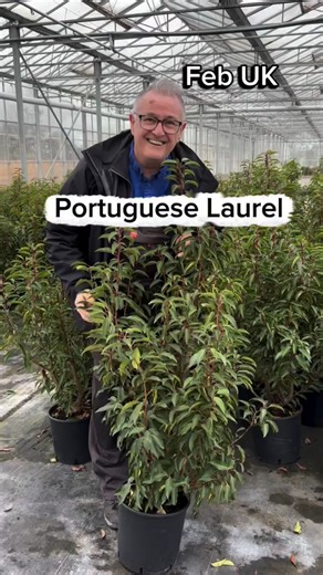 Portuguese laurel