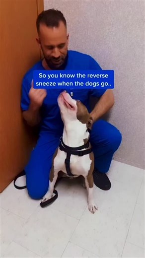 14 reactions | How to stop a reverse sneeze in dogs! #reversesneeze #dogs_of_instagram #veterinarian | The Adam Christman Show | Facebook