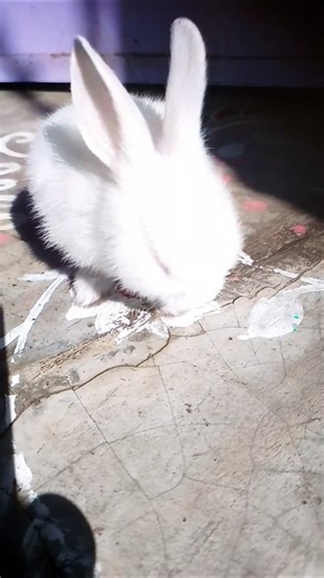 face washing rabbit baby💞😘 #youtubeshorts #cute #viral #rabbit #viralvideos #shortvideos #video