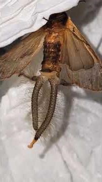 WOW! Crazy Creatonotos moth deploys SCENT plumes [Rare footage]