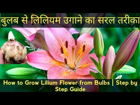 How to Grow and Care for Lilium Plants at Home | Bulb से लिली फूल खिलाएँ #lilium