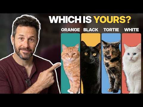I've Fostered Cats of Every Color. Here's What Each One Is REALLY Like