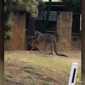 This stand-off between a kangaroo and a koala could be the most Aussie thing ever caught on camera 🐨🦘 | Sunrise