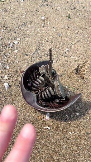 A friendly reminder of how to handle horseshoe crabs 🥰 they are one of the ocean’s oldest residents and deserve all our love and respect! #horseshoecrabs #marinelife #crabby #respecttheocean #oceanlover