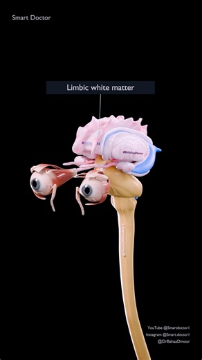 The Brain Beyond What You See 🧠 | 3D Anatomy