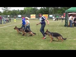 03.07.2016 Zuchtschau OG - Langendorf (LG-19)