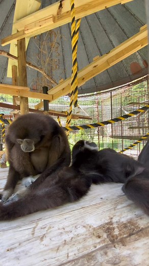 47 reactions · 5 comments | Good morning!  Robbie and Dianne are having their grooming session!  Grooming is when primates clean each other’s fur to remove dirt and parasites. It also helps them bond, resolve conflicts, and maintain harmony in their groups (in their couple in this case). 勺 | International Primate Protection League | Facebook