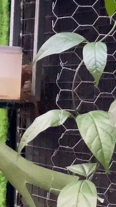 #garden #aviary | The Green Juan Garden Aviary