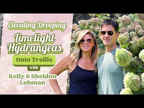 Elevating Drooping Limelight Hydrangea onto Trellis | Step-by-Step Guide by Kelly Lehman