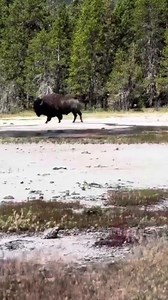 Bison Have fun running on the grass,#buffalobison #bisonranch #ghost #kota | Mamera
