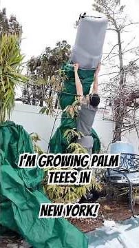 My Palm trees survived another New York City winter! How to grow Trachycarpus Windmill Palms