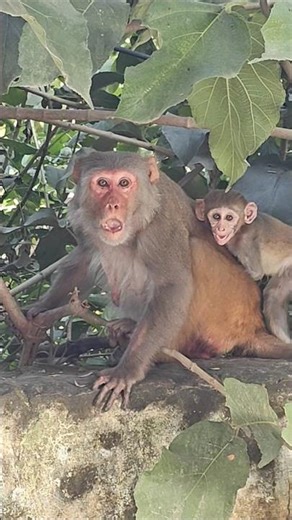 ढिन्कचिका ढिन्कचिका😅🐒🙏monkey #bandar #viral #funny #comedy #shortvideo #shorts #bandar #ytshorts