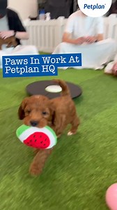 The Petplan Team enjoyed some excitable puppy playtime and cuddles with these gorgeous Cockapoo puppies, courtesy of Paws in Work, at Petplan HQ yesterday, in celebration of #NationalPetDay today! 🥰🐾 | Petplan UK