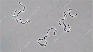 Lactococcus bacteria, light microscopy - Stock Video Clip - K007/4726