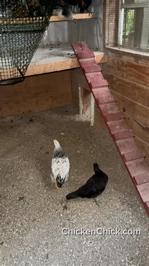 11K views · 289 reactions | Roost Training the newbies is nearly...